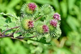 Arctium lappa L.
